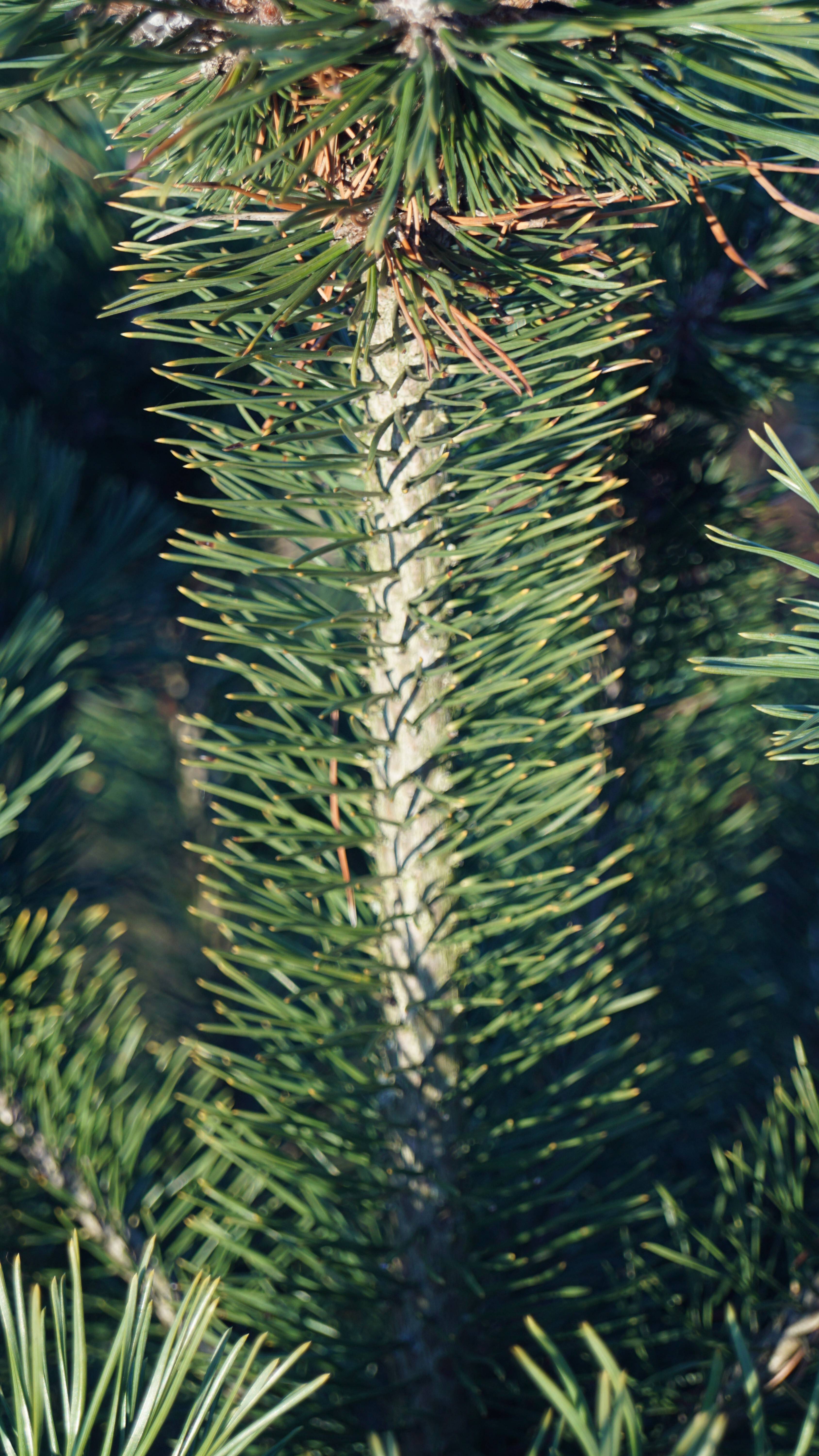 Pinus mugo uncinata (1)